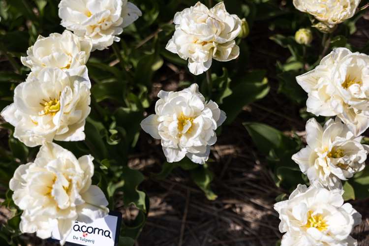 Tulpe 'Mount Tacoma'